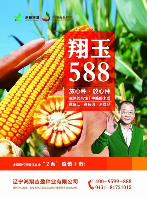 东宁市金苗种业再创辉煌之矮杆抗倒特大棒玉米~翔玉588闪亮登场