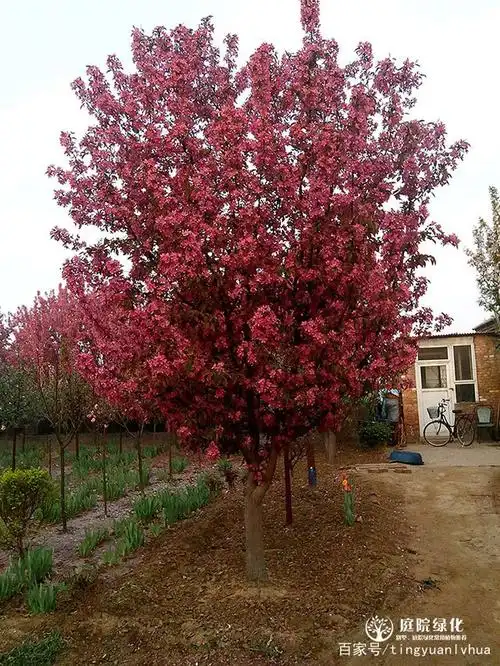 家里庭院内种植海棠树好吗——北京庭院绿化