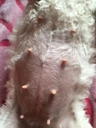 狗狗是否怀孕公狗1天交配后40天了 为啥没胎动 请问怀孕了吗