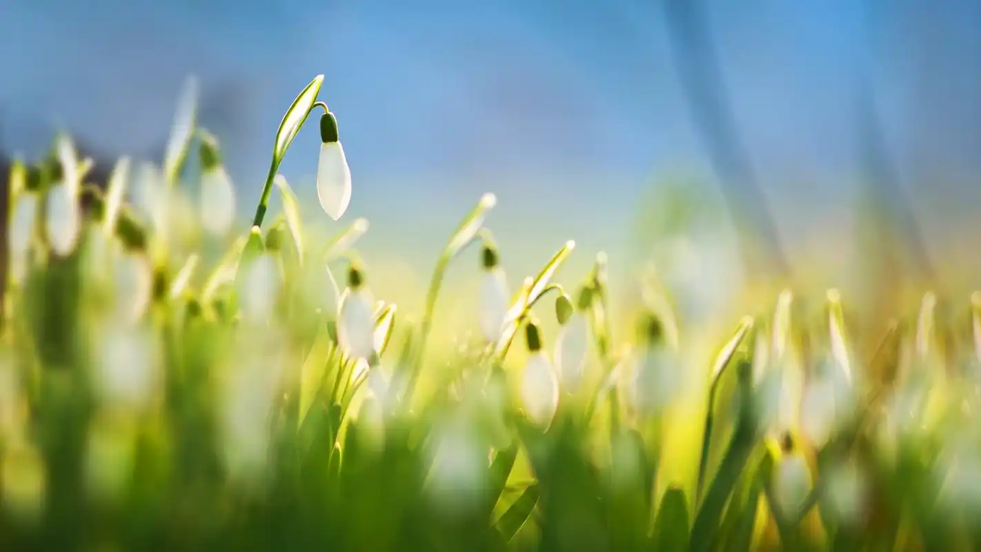 精选清新大自然简约唯美花卉锁屏高清图片桌面壁纸下载,这是美桌网win