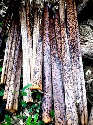 难忘儿时拾过的笋壳叶