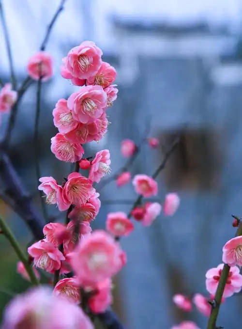 傲雪红梅报春来