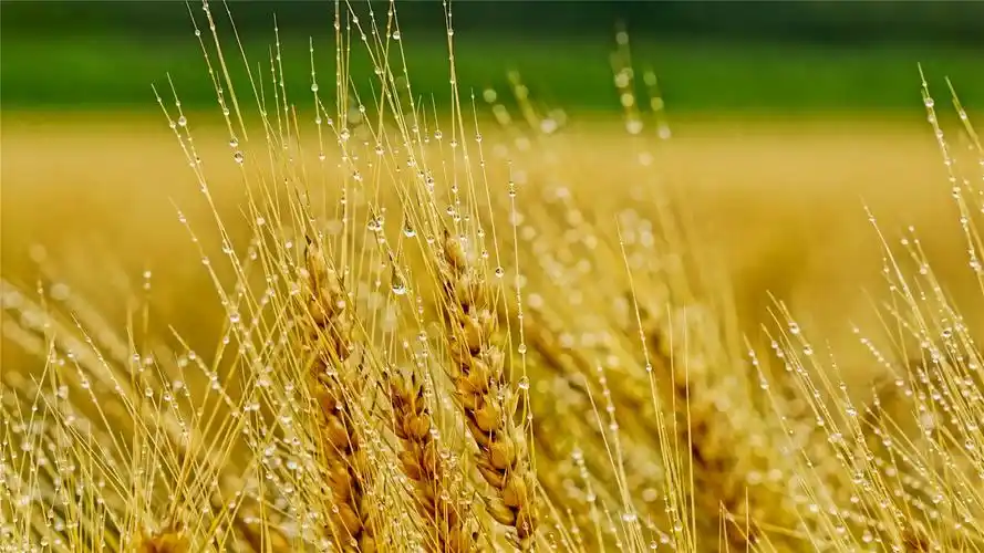 清新麦田唯美高清桌面壁纸