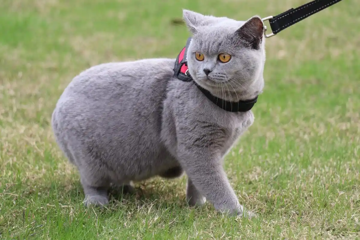 双血统 英短纯蓝色 英短蓝猫