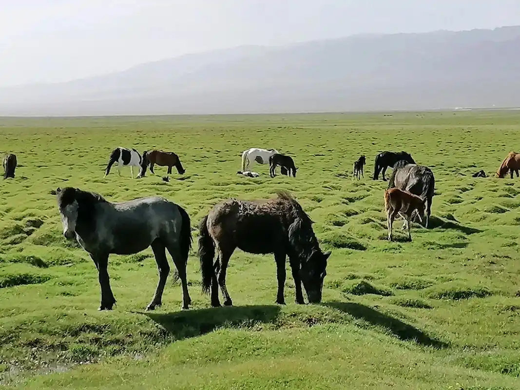 眼前是一望无际的绿色,像一片绿色的海洋,成群的马儿悠闲地吃着 - 抖
