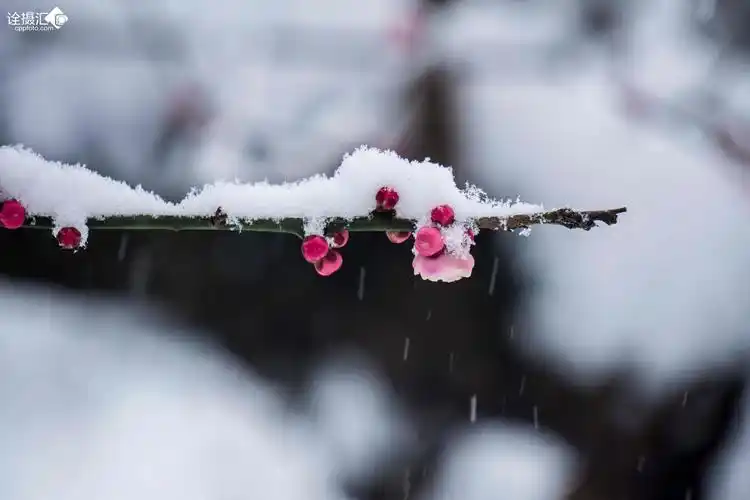 傲雪红梅
