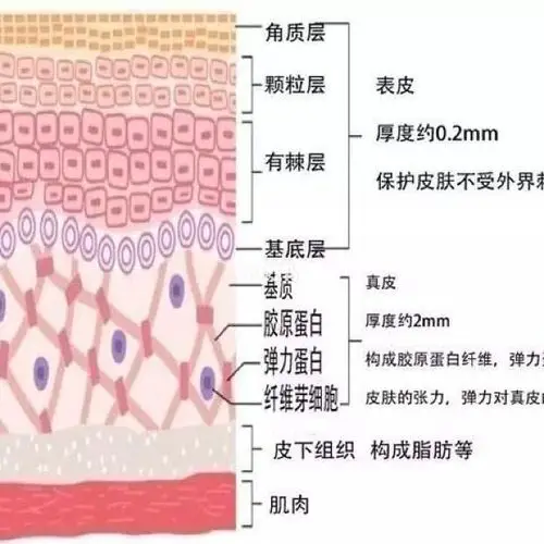 【皮肤至少要维持三大平衡才能健康】 1,新生和褪谢的平衡