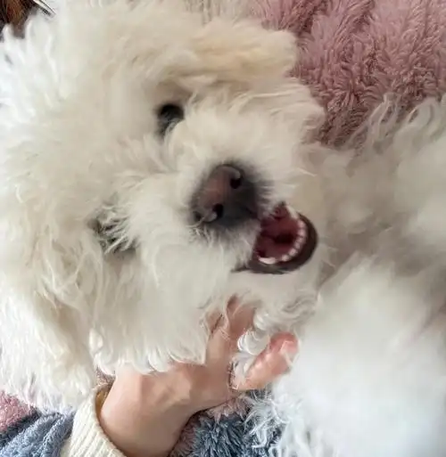 像其她崽儿黑黑的,她是灰色的是营养不够嘛,现在已经快六个月了#比熊