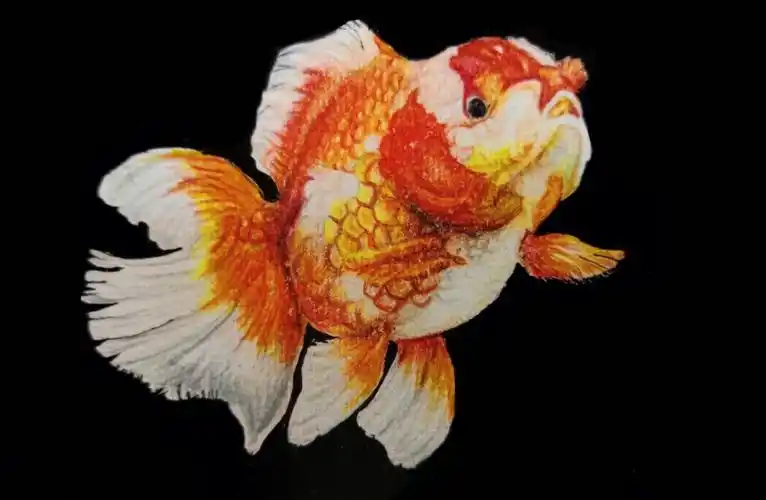 彩铅画(狮头鱼)