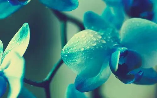 盛开的花朵唯美小清新壁纸高清大图预览1920x1080_植物壁纸下载_美桌