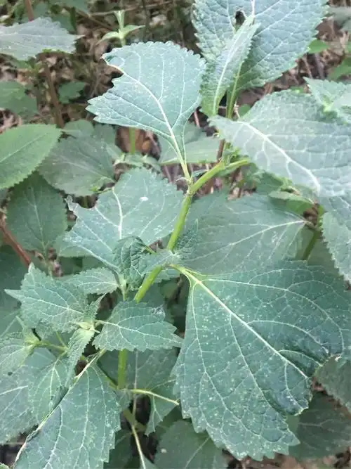 尾叶香茶菜,俗名野苏子.