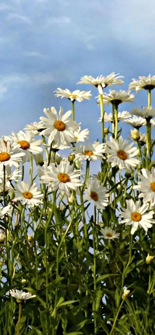 小雏菊壁纸 ·文艺ins风|喜欢小雏菊,却无关它的花语