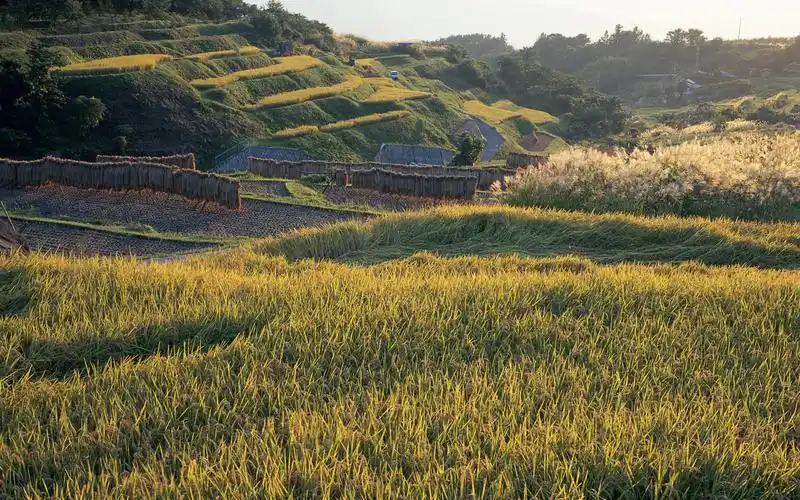 金黄的麦田高清桌面壁纸