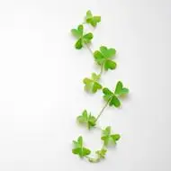 四叶草图片头像好看的小清新风格四叶草头像图片