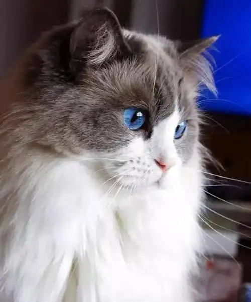 拥有一双蓝色眼睛的布偶猫,简直就是天使啊.