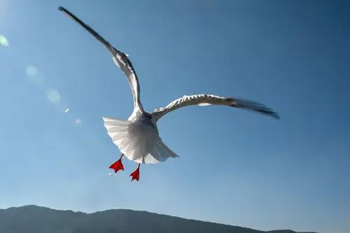 滇池观海鸥 - 美篇