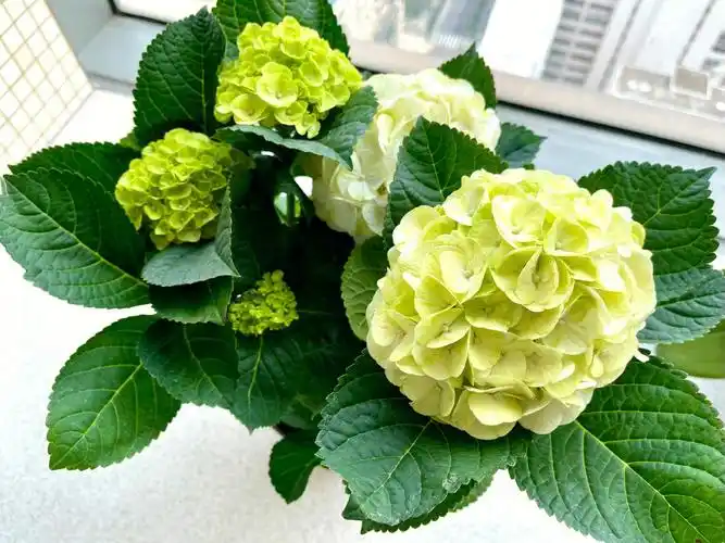 绣球花丨啥品种