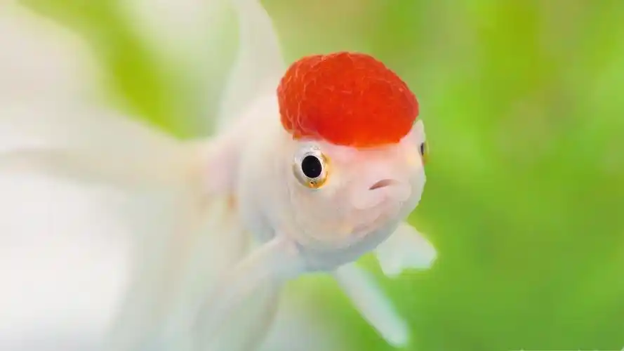 海底世界可爱金鱼壁纸_梦幻超萌的小鱼儿