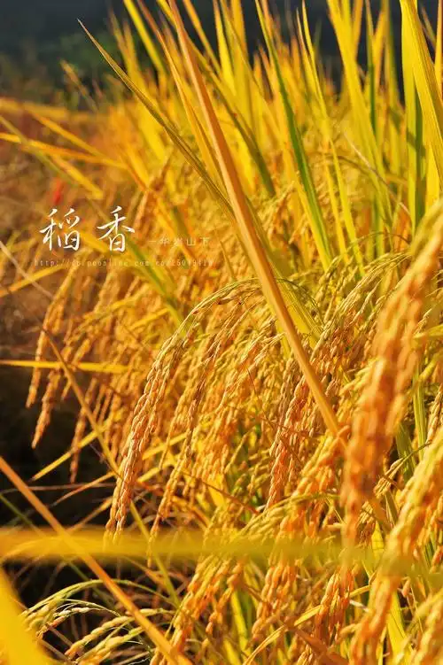 《稻香》