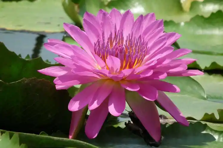 台湾九品香水莲花13606986192的美篇