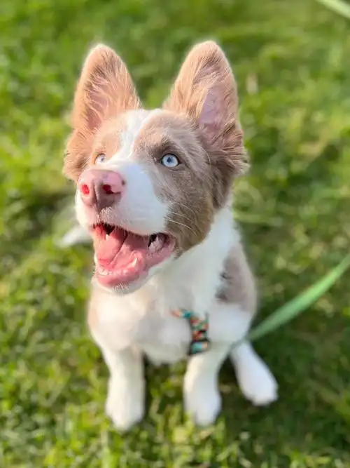 今日份的漂亮小狗