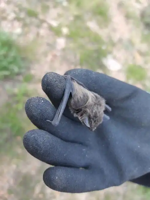 一只被风力发电打下来的小蝙蝠