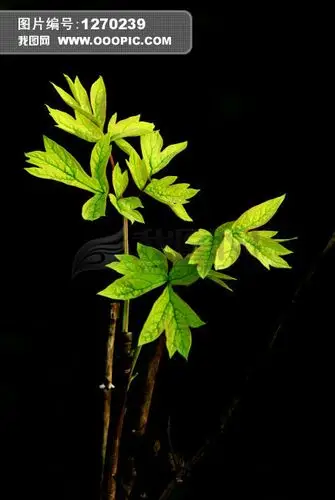 牡丹花的叶子是什么样的?