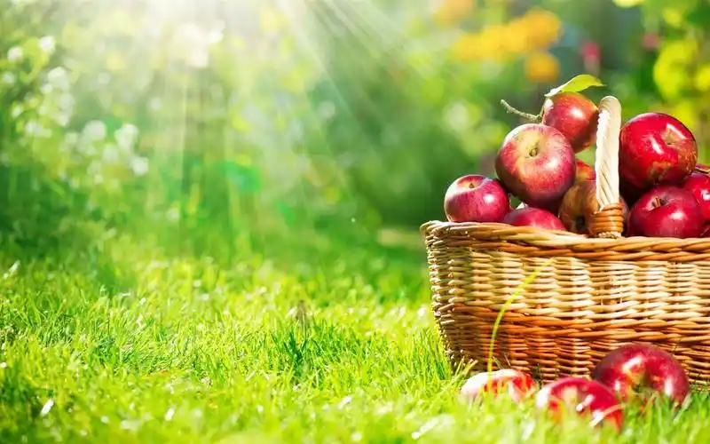 健康水果-苹果,高清图片,电脑桌面-壁纸族