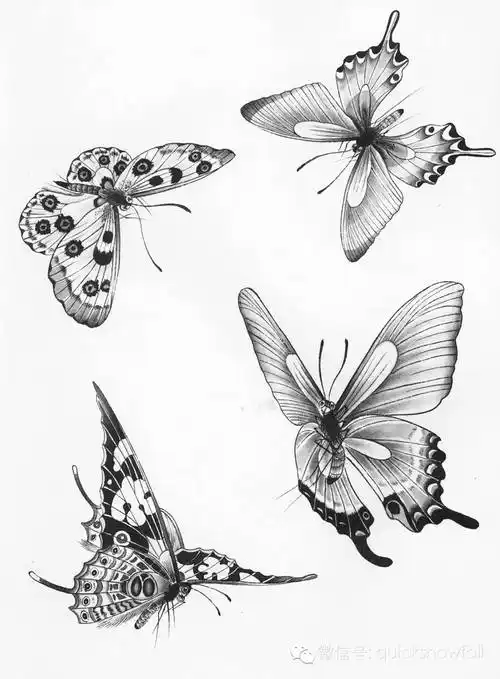 工笔蝴蝶画法与线描画谱