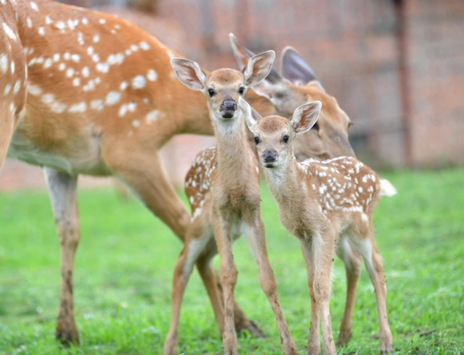 罕见蚌埠的梅花鹿妈妈产下双胞胎