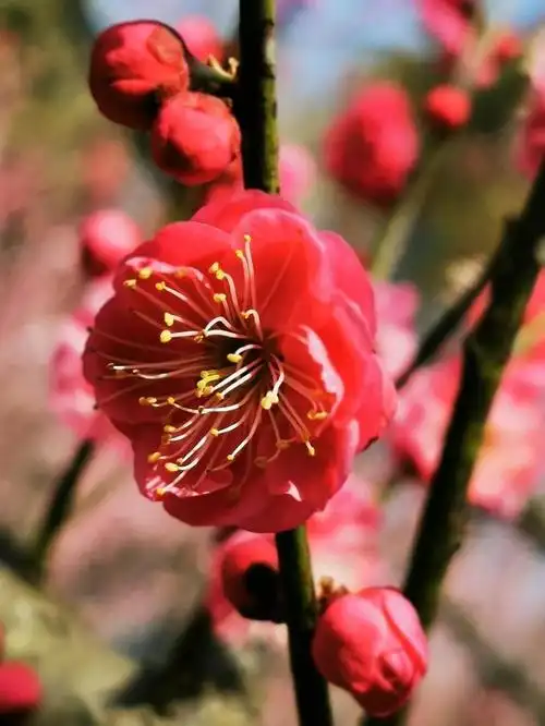 红红火火朱砂梅|梅花|雅莹|就是我|寒风_网易订阅