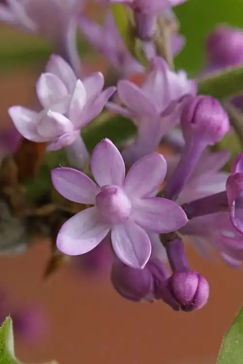 五月冰城 丁香盛开