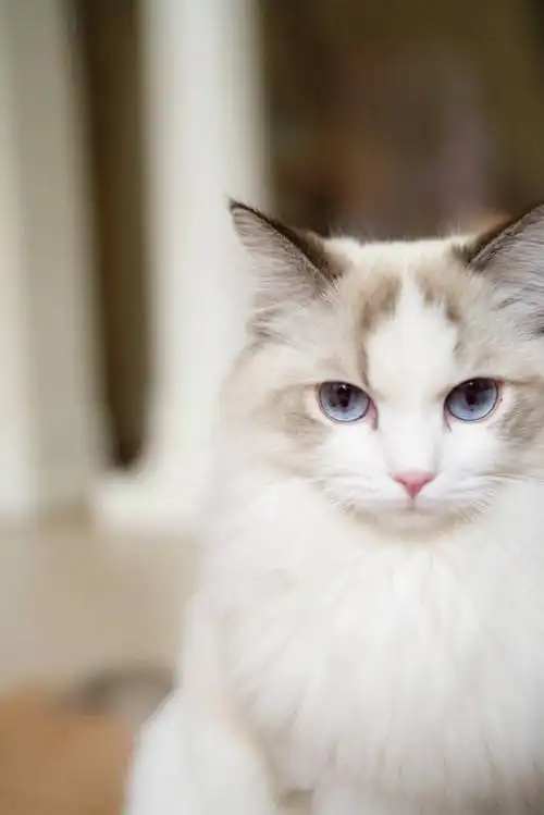 布偶猫 - 堆糖,美图壁纸兴趣社区