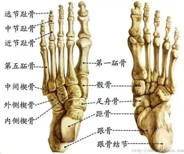 不可忽视的足底肌群训练