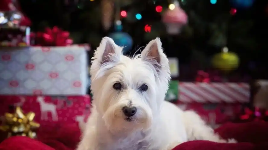 超萌的可爱小狗