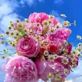 漂亮花朵头像图片大全 好看花朵头像图片大全好运_布阁拉