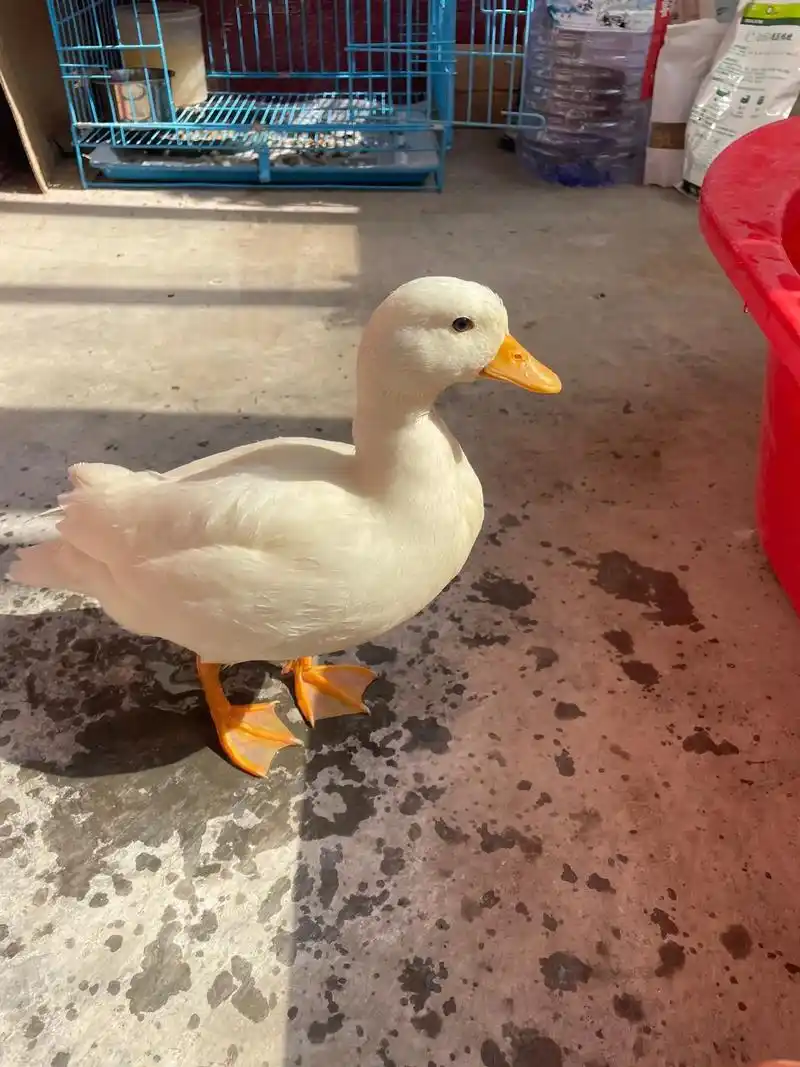 歪头杀#柯尔鸭 #萌宠日常记录 #宠物鸭 #萌萌的小可爱 - 抖音