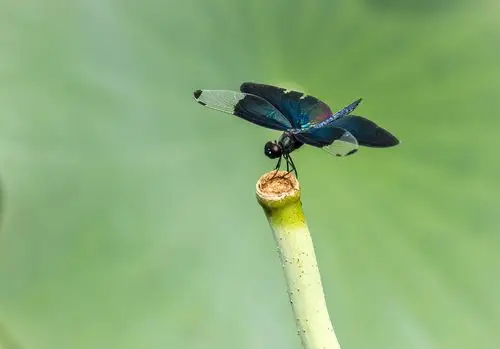 蓝蜻蜓