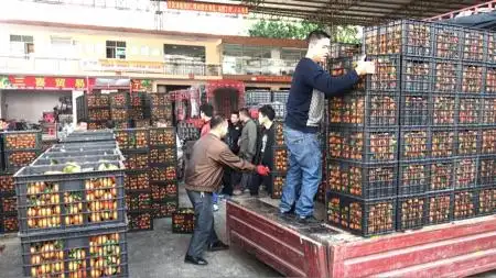 [供]东莞下桥整车水果批发市场代销苹果 沙糖桔 沃柑桔