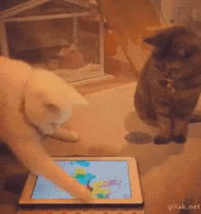 喵星人gif玩游戏gif牛逼gif我就看看gif活久见gif厉害gif