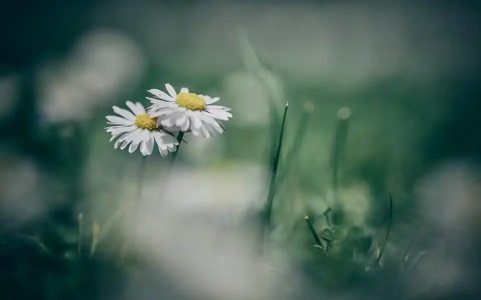 小草唯美意境高清图片壁纸 第3页-高清背景图-zol桌面壁纸