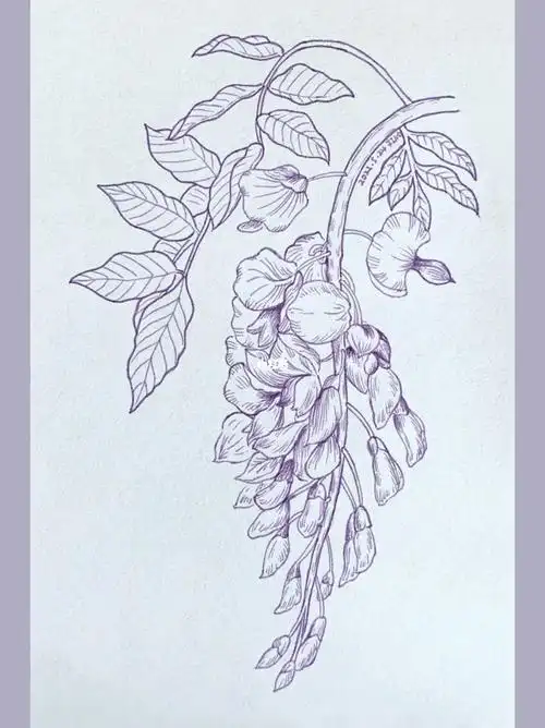 画线稿自在飞花紫藤