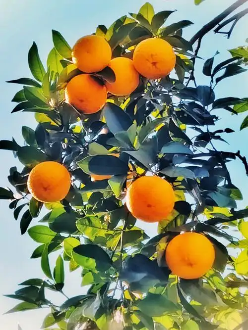 树上的橙子 - 霸上老夫