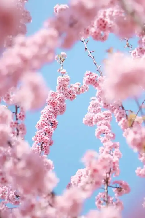 山樱烂漫,珞珈春暖,来年三月,樱花树下,愿我们欣然再会(武汉大学樱花