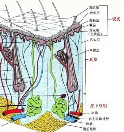 盘点皮肤都有哪些结构和功能国际爱肤日爱肤不迷路
