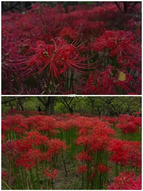 地狱之花彼岸花