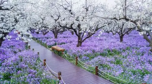 清明去哪里,宿迁三台山梨兰会惊艳来袭 - 哔哩哔哩