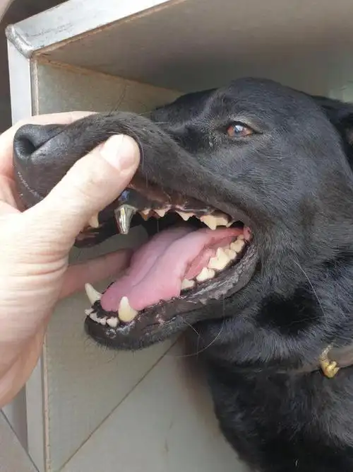 美国警犬装的钛合金狗牙一颗抵我三个月的生活费