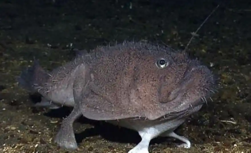 这种鱼很早熟,幼年就要找女朋友,还要靠女朋友养,不然铁定饿死