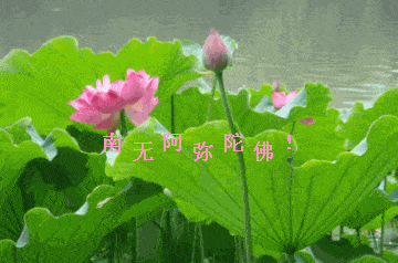 荷花gif荷叶gif南无阿弥陀佛gif绿色gif